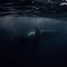 humpback whale gliding just under the water's surface