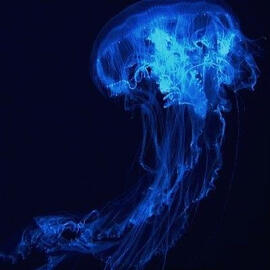 semi-transparent sea nettle jellyfish that appears blue. very dark blue-black background